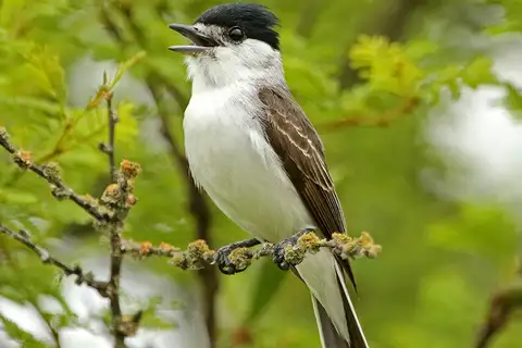 White-naped Xenopsaris