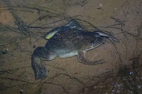 Eritrea Clawed Frog