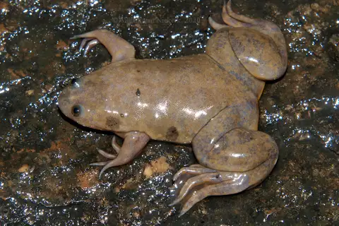 Powers Clawed Frog
