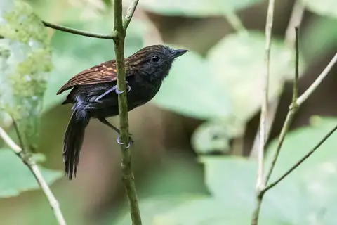 Speckled Antshrike