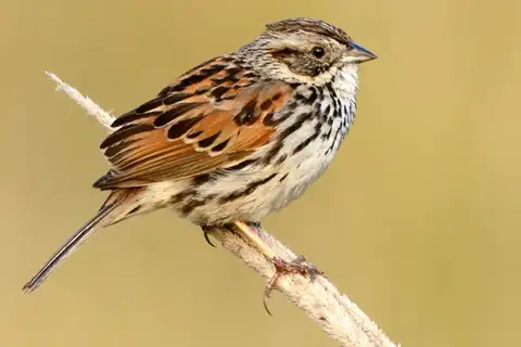Sierra Madre Sparrow