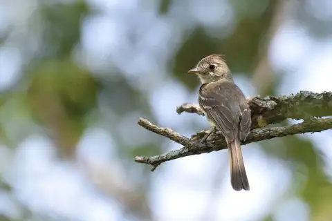 Pileated Flycatcher