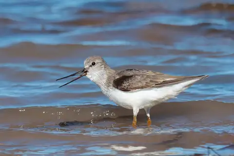 Terek Sandpiper