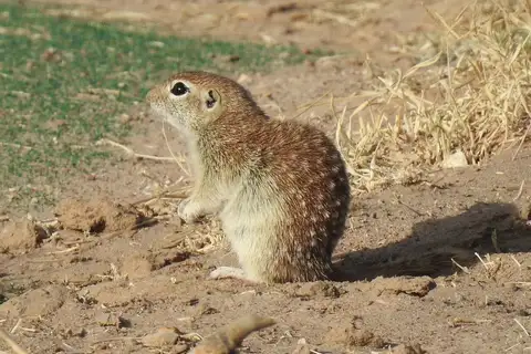 Spotted Ground Squirrel