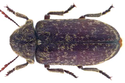 Deathwatch Beetle