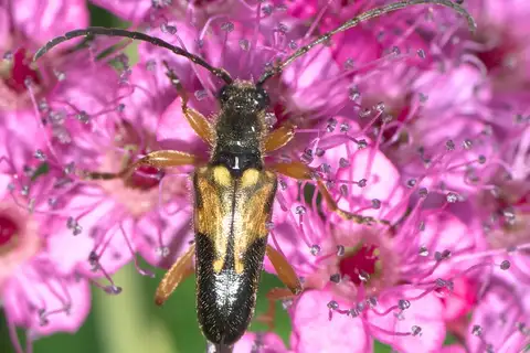 Xestoleptura crassipes