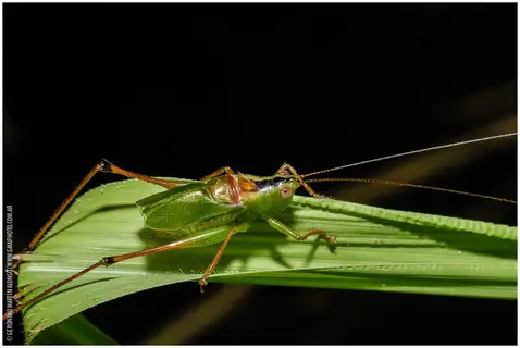 Xiphelimum amplipennis