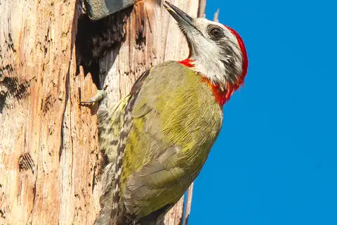Cuban Green Woodpecker