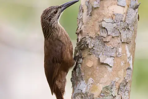White-throated Woodcreeper