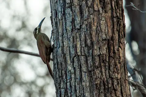Moustached Woodcreeper