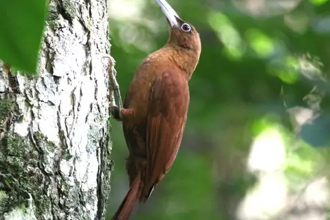 Great Rufous Woodcreeper