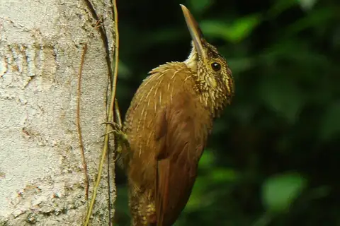 Strong-billed Woodcreeper