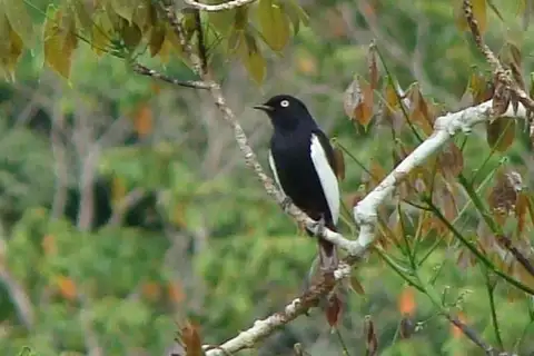 White-winged Cotinga
