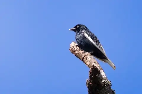 White-tailed Cotinga