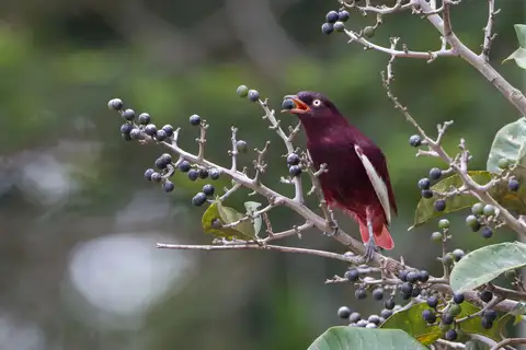Pompadour Cotinga