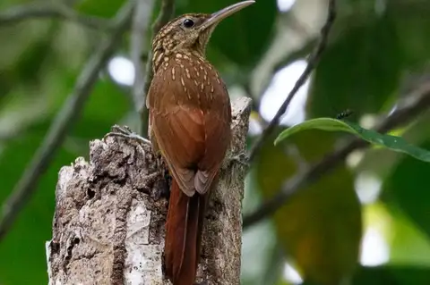Ceara Woodcreeper
