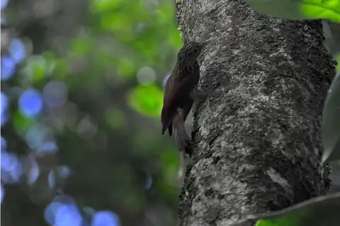 Elegant Woodcreeper