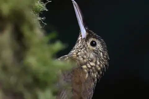 Spotted Woodcreeper