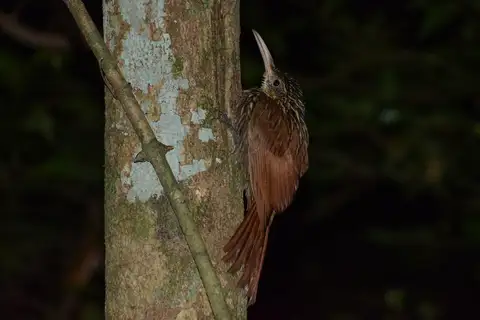 Ivory-billed Woodcreeper