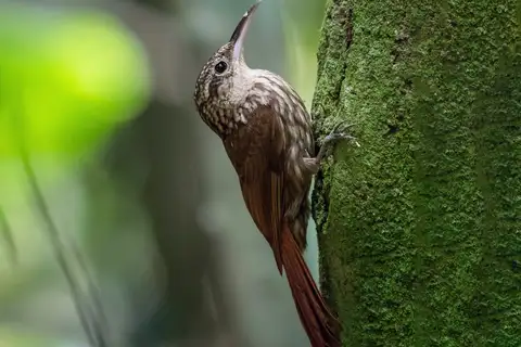 Lesser Woodcreeper
