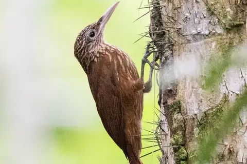 Buff-throated Woodcreeper
