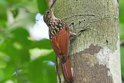 Black-striped Woodcreeper