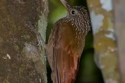 Striped Woodcreeper