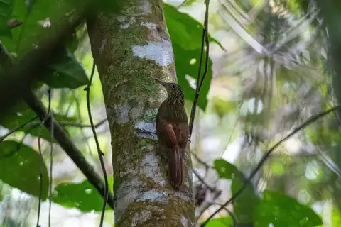 Ocellated Woodcreeper