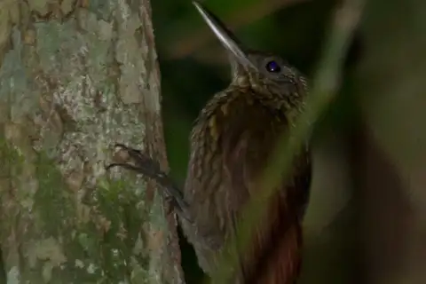 Spix's Woodcreeper