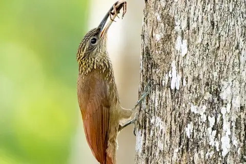 Cocoa Woodcreeper