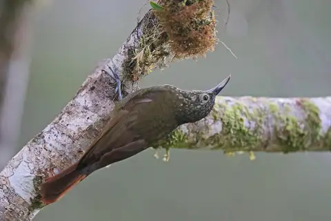 Olive-backed Woodcreeper