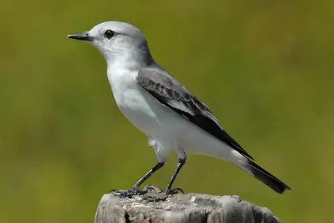 White-rumped Monjita