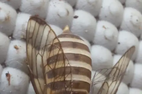 Ringed Pygmy Bladder Cicada
