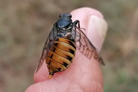 Black Pygmy Bladder Cicada
