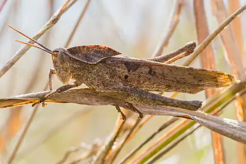 Xyleus discoideus
