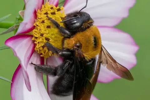 Appendiculate Carpenter Bee