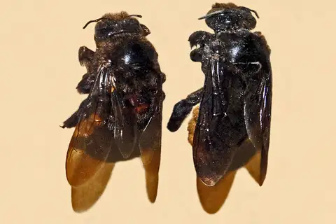 Xylocopa augusti