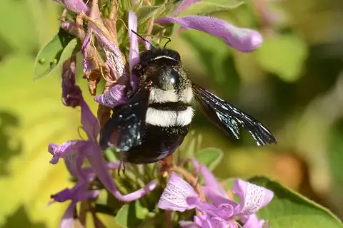 Double-banded Carpenter Bee