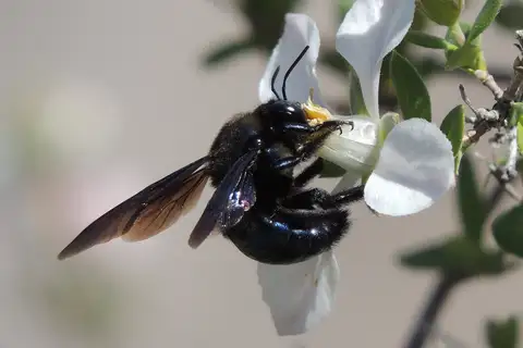 Western Carpenter Bee