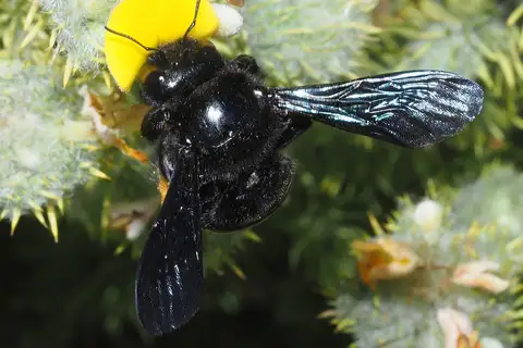 Crowned Large Carpenter Bee