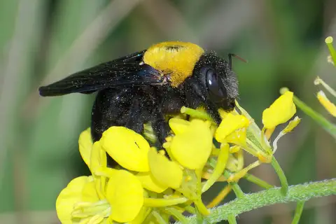 Pubescent Carpenter Bee
