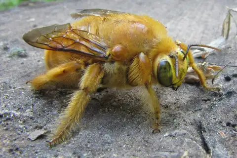 Valley Carpenter Bee
