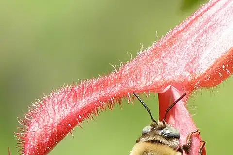 Horse-fly Carpenter Bee