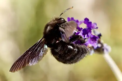 Violet Carpenter Bee