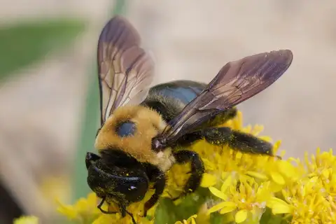 Eastern Carpenter Bee