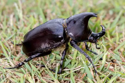 Australian Rhinoceros Beetle