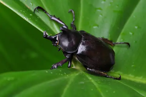 Siamese Rhinoceros Beetle