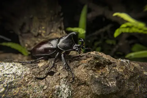 Siamese Rhinoceros Beetle