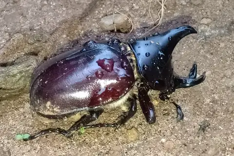 Xylotrupes taprobanes
