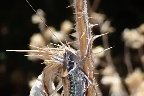 Xyrdectes fuscescens